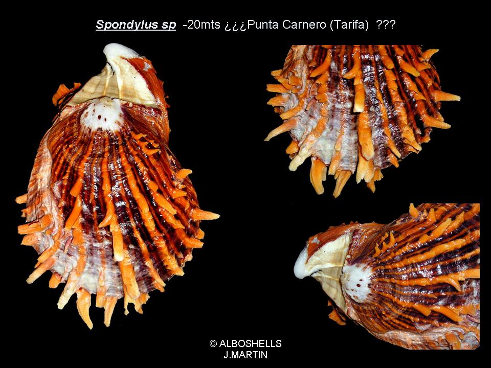 Spondylus senegalensis